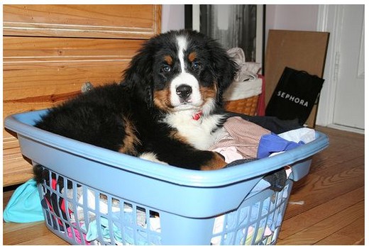 bernese puppy in a laundry basket.jpg
