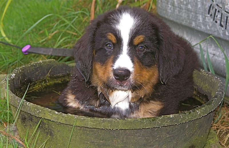 bernese puppy playing in water.jpg
