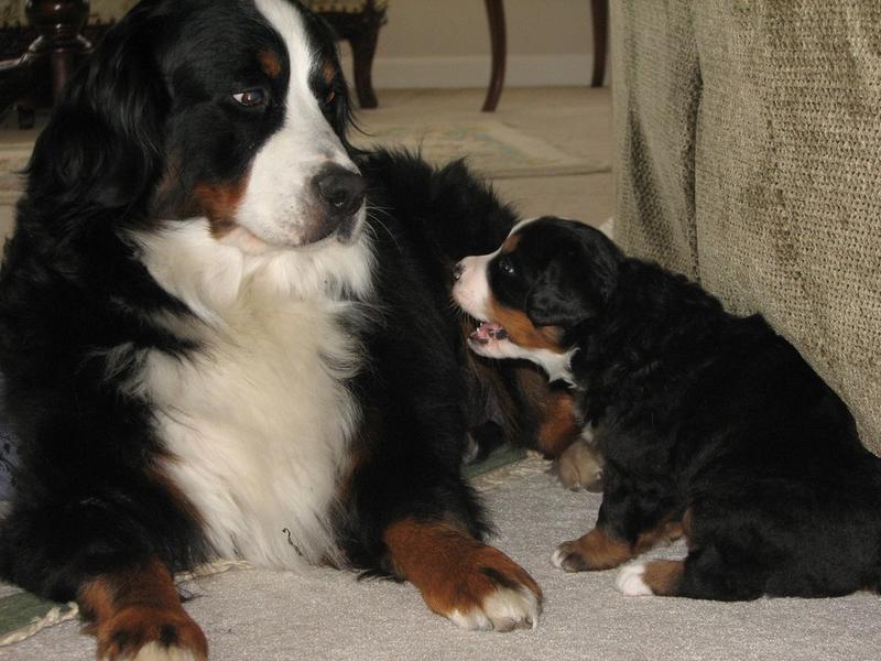 bernese puppy talking with its mom.jpg
