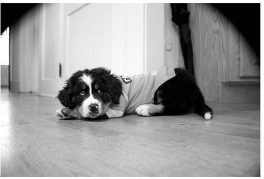 black and white picture of bernese moutain puppy.jpg
