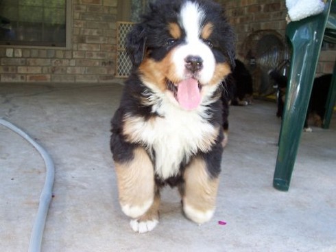 chubby looking bernese moutain puppy picture.jpg
