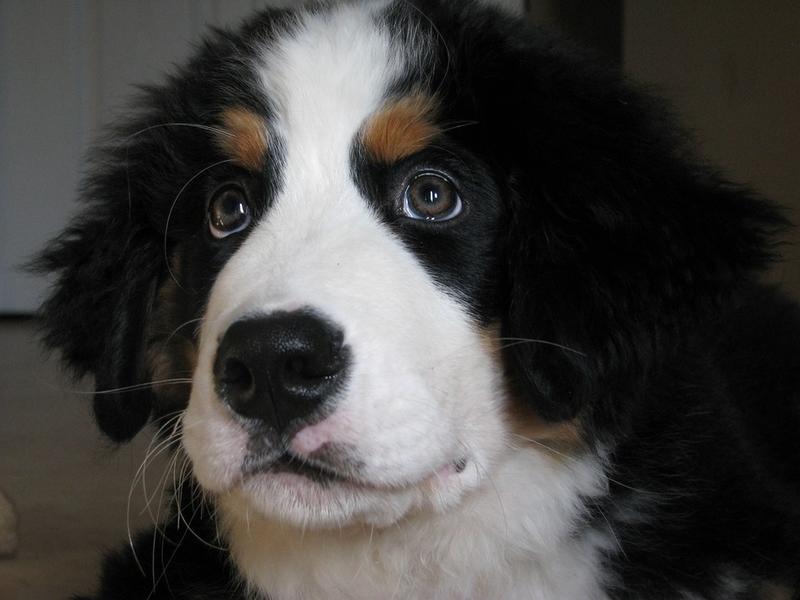 close up photo of bernese moutain puppy.jpg
