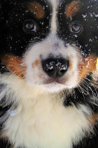 close up picture of bernese dog.jpg
