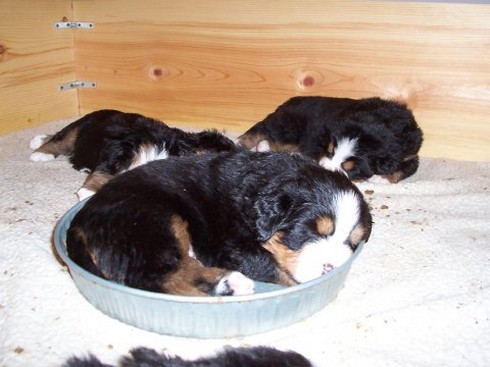 cute bernese dog sleeping in its foodbowl.jpg
