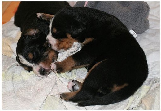 cute bernese moutain dog puppies sleeping next to each other.jpg
