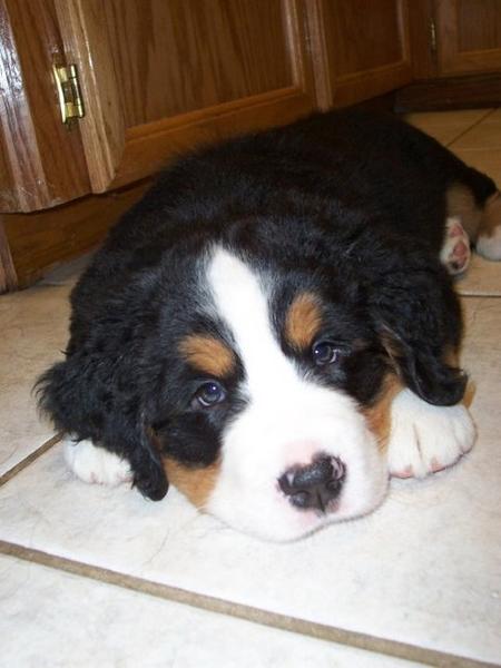 cute bernese moutain puppy laying on kitchen fllor.jpg
