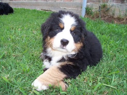 cute bernese moutain puppy on the grass crossing its legs.jpg
