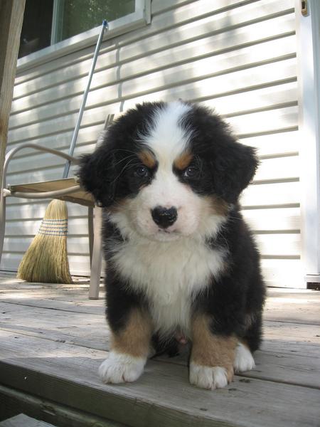 cute bernese moutain puppy photo in three colors.jpg
