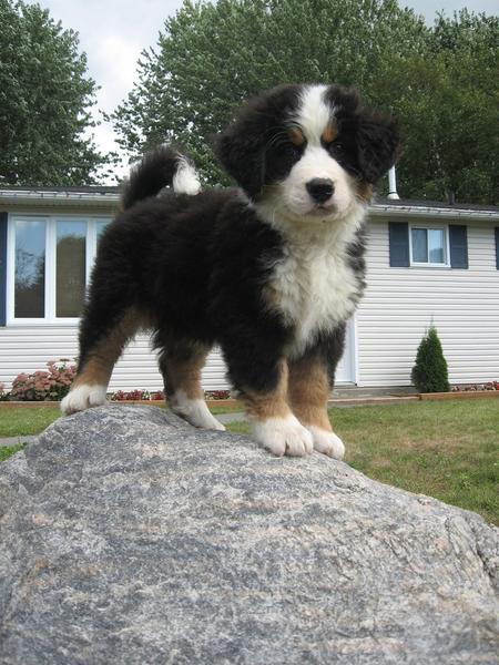 cute bernese moutain puppy standing on a big rock.jpg
