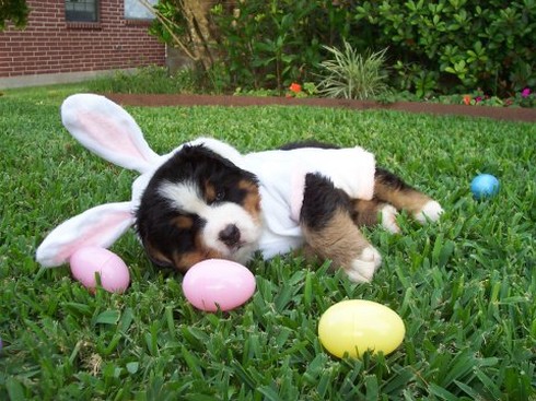 cute bernese pup in its rabbit custome sleeping on the grass with easter eggs surrounding.jpg
