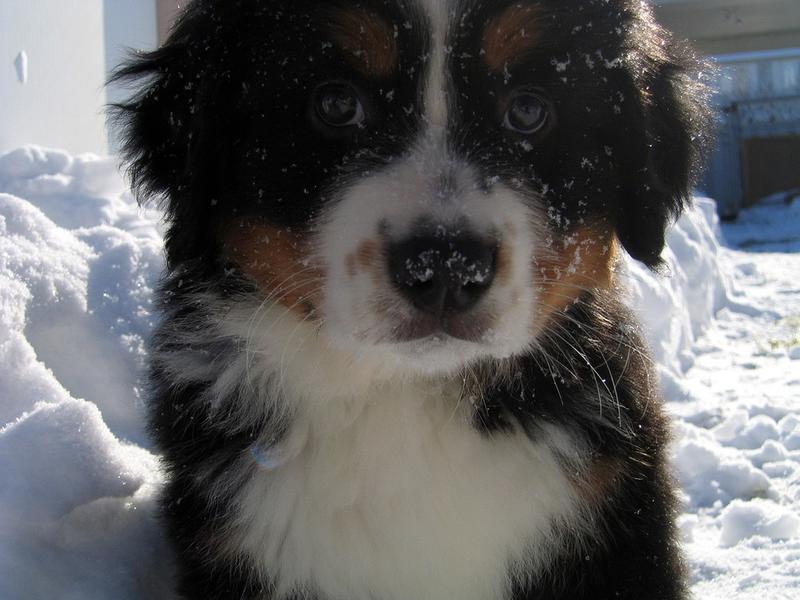 cute bernese puppy covered in snow.jpg
