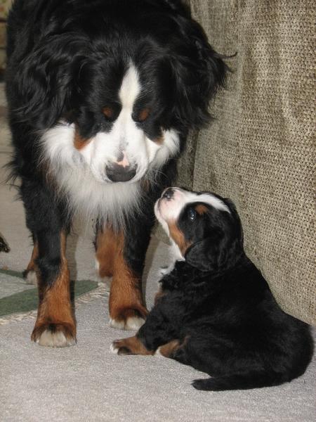 cute bernese puppy looking up to its mommy.jpg
