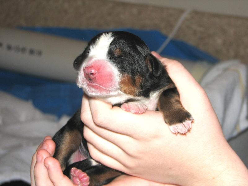 cute newborn bernese moutain puppy.jpg
