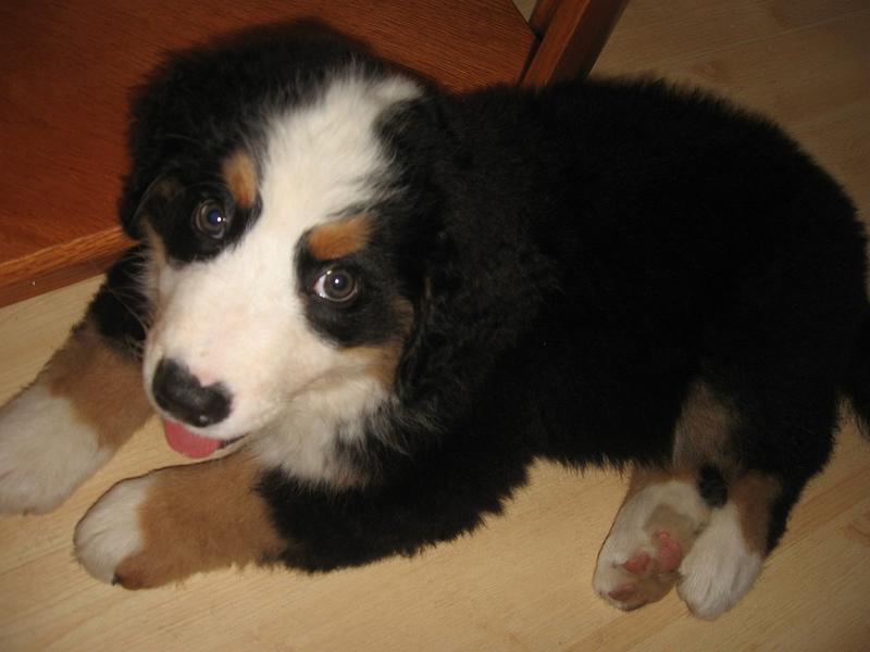 cute picture of bernese moutain pup.jpg
