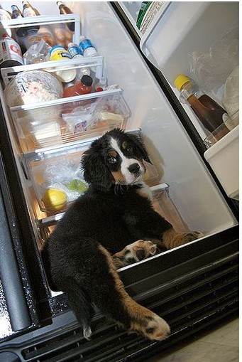 cute puppy bernese moutain looking for food.jpg
