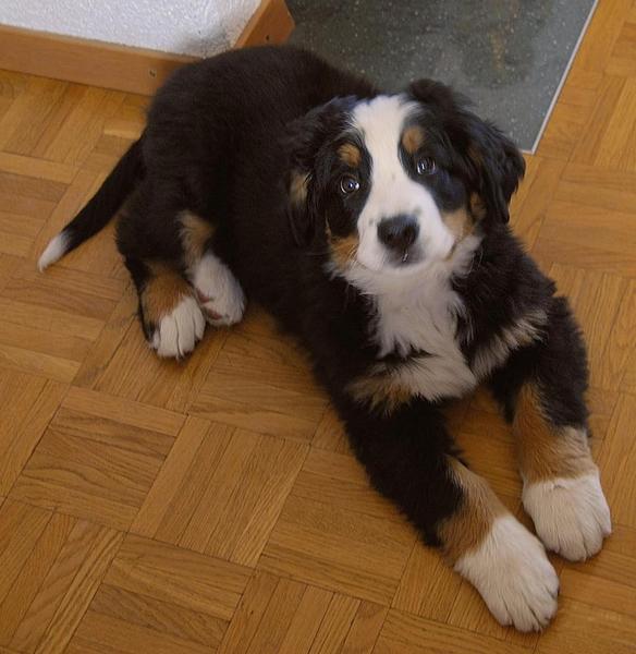 dog bernese picture looking up at the camera.jpg
