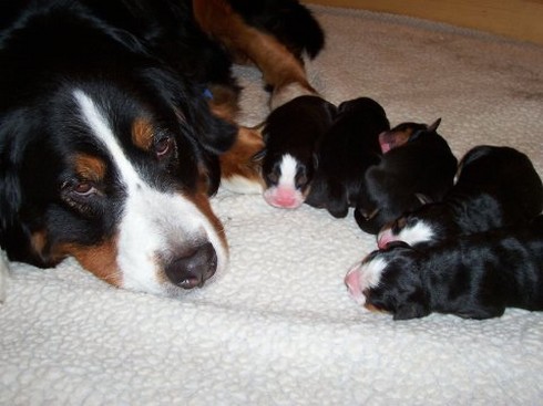 four newborn bernese moutain puppies.jpg
