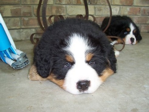 funny looking bernese moutain puppies.jpg
