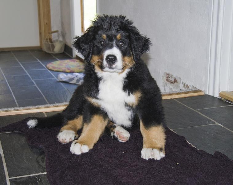 funny looking puppy picture of a bernese dog.jpg
