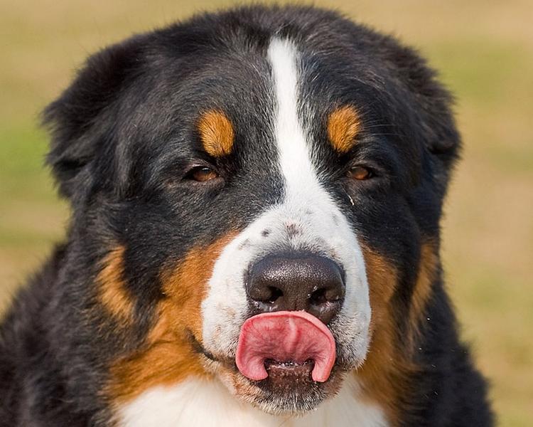 funny picture of a bernese moutain puppy licking itself.jpg
