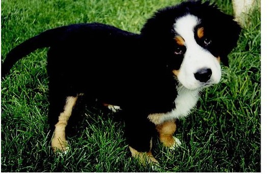 great picture of a bernese dog puppy.jpg
