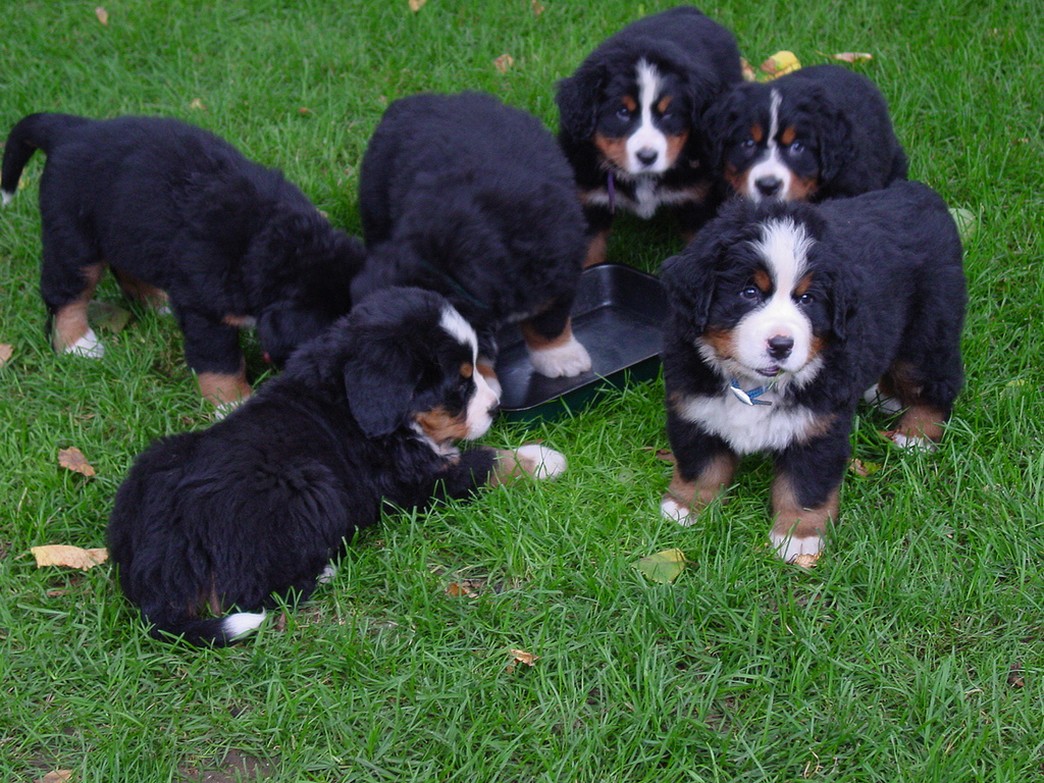 group of bernese moutain dogs.jpg
