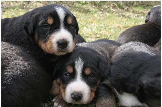 group of bernese moutain puppies sleeping on top of each other.jpg

