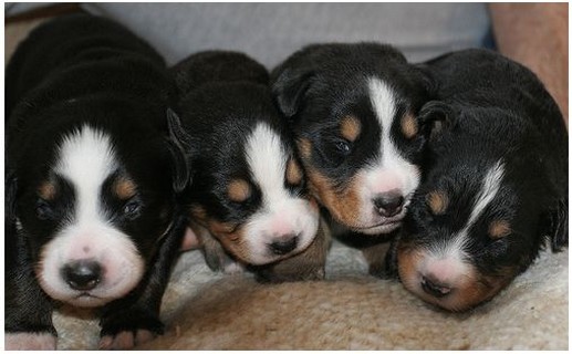 group of young bernese moutain puppies pics.jpg
