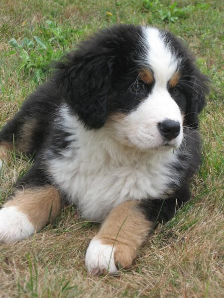 image of a chubby bernese moutain puppy_so cute.jpg
