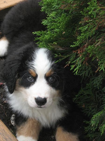 image of bernese moutain puppy in garden.jpg
