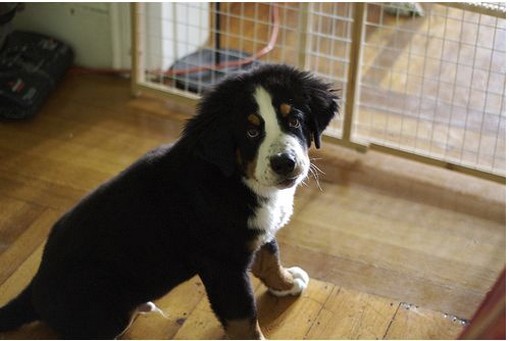 lonely looking bernese moutain puppy.jpg
