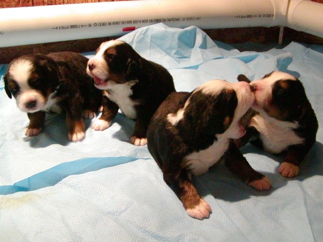 new born bernese moutain puppies.jpg
