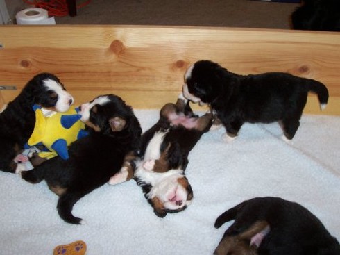 newborn bernese moutain puppies playing.jpg
