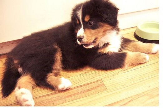 pic of bernese moutain dog.jpg
