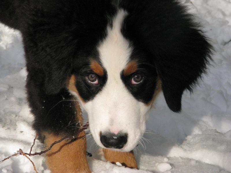 pic of puppy of bernese dog.jpg
