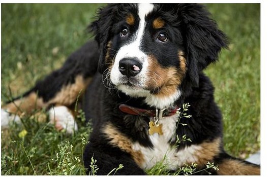 picture bernese moutain pup.jpg
