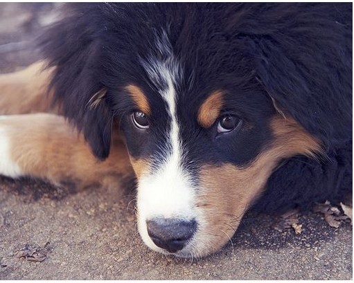 picture of a pretty dog bernese moutain.jpg
