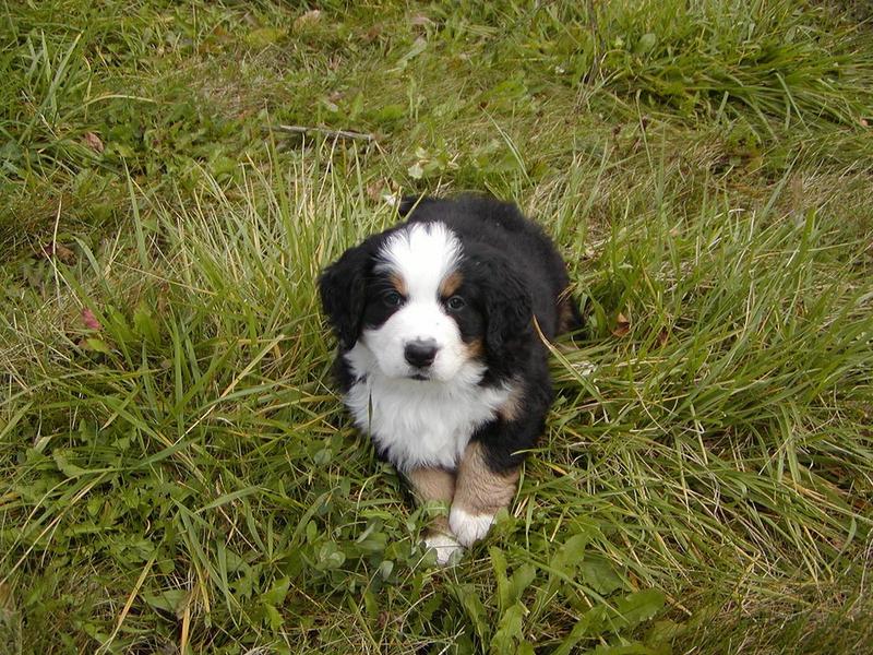 picture of an adorable puppy bernese moutain.jpg
