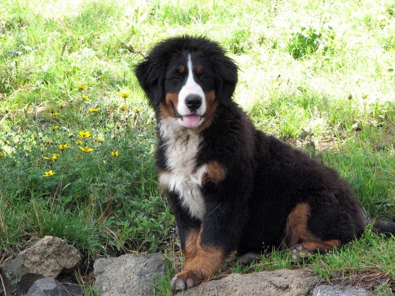 picture of bernese dog.jpg

