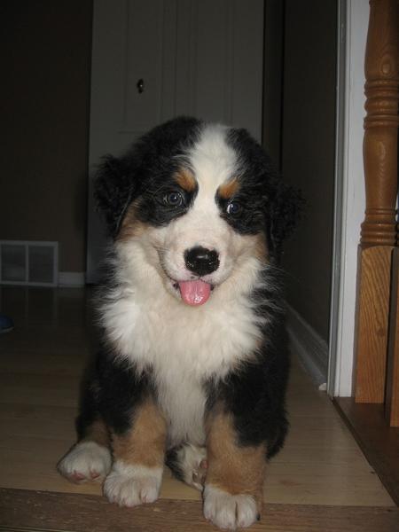 picture of bernese dog puppy.jpg
