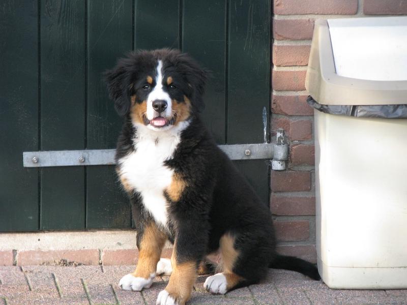 picture of bernese moutain dog pup.jpg
