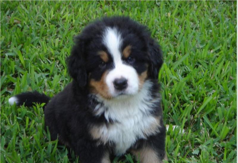 picture of bernese moutain dog puppy.jpg

