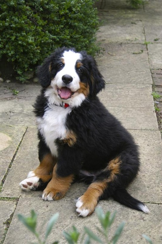picture of bernese pup.jpg
