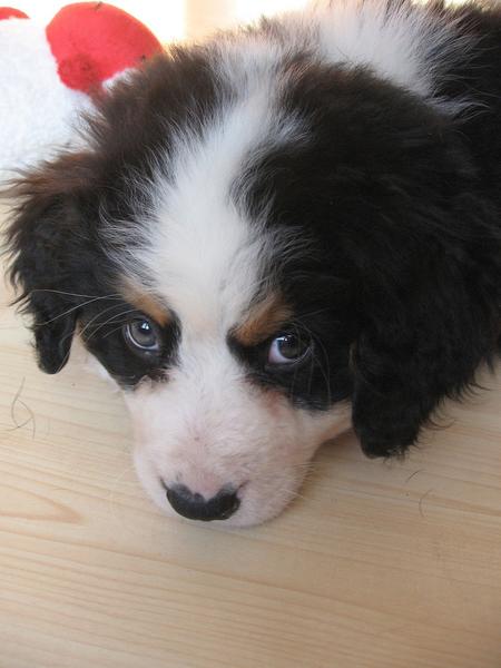 picture of puppy bernese moutain dog.jpg
