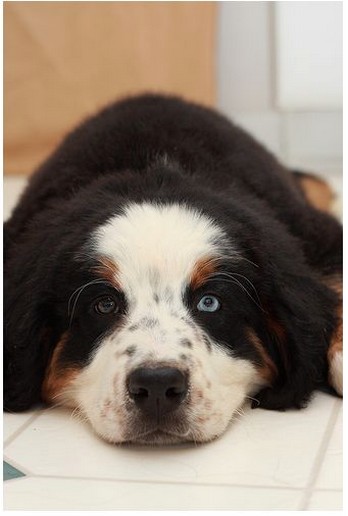 pretty  bernese moutain dog puppy with blue eyes.jpg
