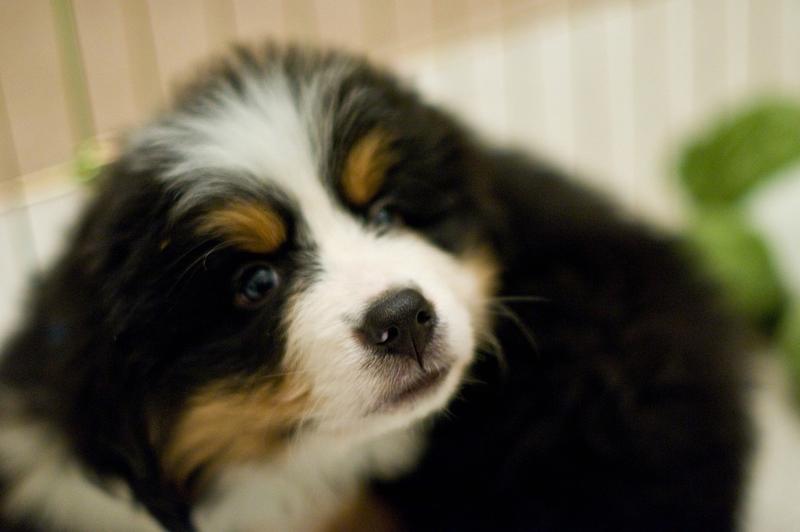 pretty bernese moutain dog puppy pictures.jpg
