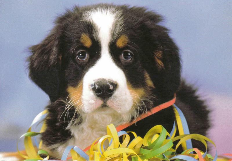 pretty bernese moutain pup picture.jpg
