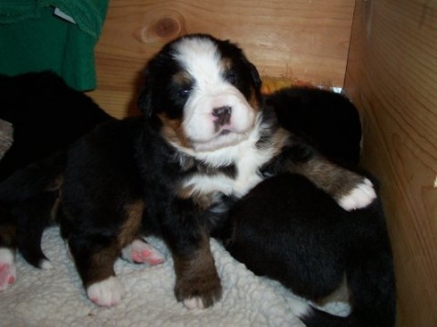 pup picture of bernese dog.jpg
