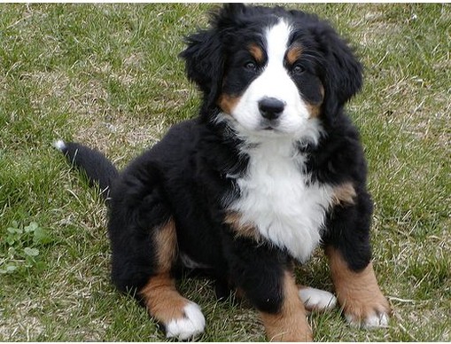 puppy bernese moutain standing on the grass.jpg
