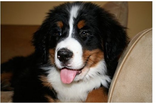 puppy face picture of a bernese dog.jpg
